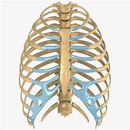 Image result for Rib Cage Model