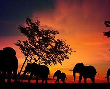 Image result for Elephant 1920X1080