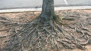 Image result for tree roots image