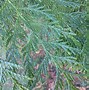 Image result for Red Cedar Cones
