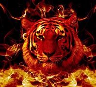 Image result for Flaming Tiger