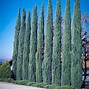 Image result for Blue Italian Cypress - 1 Container