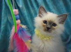 Image result for East Coast Cats 34