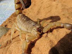 Image result for Deadliest Scorpion in the World