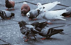 Image result for Bird Flu Pigeons