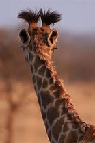 Image result for Giraffe Hair