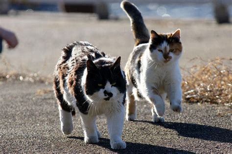 猫　走る に対する画像結果