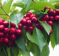 Image result for Stella Cherry Tree, 4-5 ft Indoor/Outdoor Fruit Tree- Sweet And Decadent Mouth-Watering Fruit, Zone 5-8