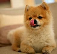Image result for Funny Puppy Wallpapers