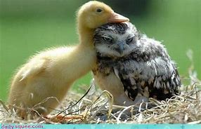 Image result for free pics of animal friends