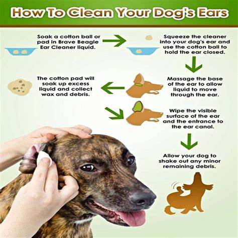 Why Proper Ear Cleaning is Important