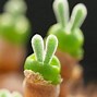 Image result for Human-Looking Plants