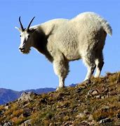 Image result for Wild Goat