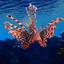Image result for Beautiful Sea Fish