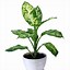 Image result for Lowe's Large Houseplants