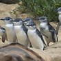Image result for Australia Zoo Africa