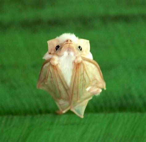 Honduran White Bat   Bats   Pinterest   So cute, Honduras and Sayings