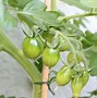 Image result for Red Wire for Tomato Plants