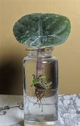 Image result for How to Propagate African Violets