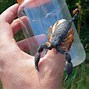 Image result for Largest Scorpion Ever