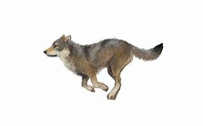 Image result for Chief Running Wolf