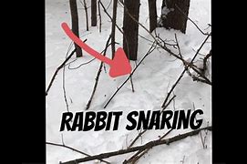 Image result for Rabbit Snare High Set