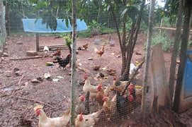 Image result for Backyard Chicken Farming
