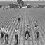 Image result for WWII Japanese Internment Camps