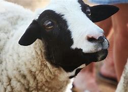Image result for Chris Farley Black Sheep
