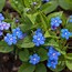 Image result for Perennials That Bloom in Shade