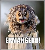 Image result for Funny Owl Memes