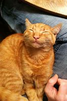 Image result for Smiling Cat
