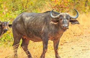 Image result for buffalo Adult Male