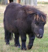 Image result for Black Miniature Horse