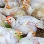Image result for Avian Flu Symptoms in Chickens