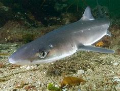 Image result for Most Common Shark Species