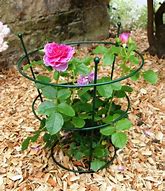 Image result for Peony Stakes