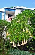 Image result for 3 Gallon - Peach Angel Trumpet Tree - Big, Exquisite Flowers Are A Showstopper