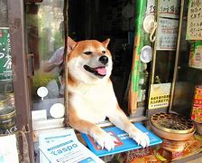 Image result for Japanese Dog Store