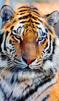 Image result for Cool Bengal Tiger Wallpaper