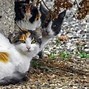 Image result for Pros and Cons of Adult Cats