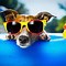 Image result for Cool Dog with Shades