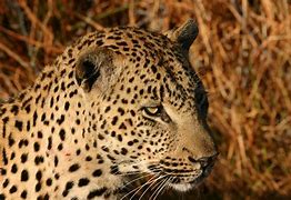 Image result for African Leopard