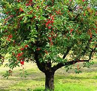 Image result for Le Fruit Du Cerisier