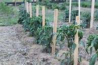 Image result for Pepper And Eggplant Stakes In Green - Vegetable Gardening - Vegetable Supports - Gardener's Supply