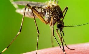 Image result for Florida Mosquito