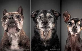 Image result for Senior Portraits with Dogs