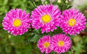 Image result for Short Perennial Flowers That Bloom All Summer