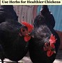 Image result for Bird Flu in Chickens
