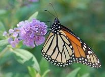 Image result for Butterfly Magic Butterfly Bush, 3 Gal- Deep Purple Flowers And Butterfly Attraction